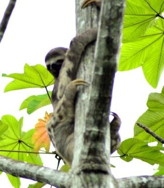 Paresseux, Réserve Pacaya-Simiria